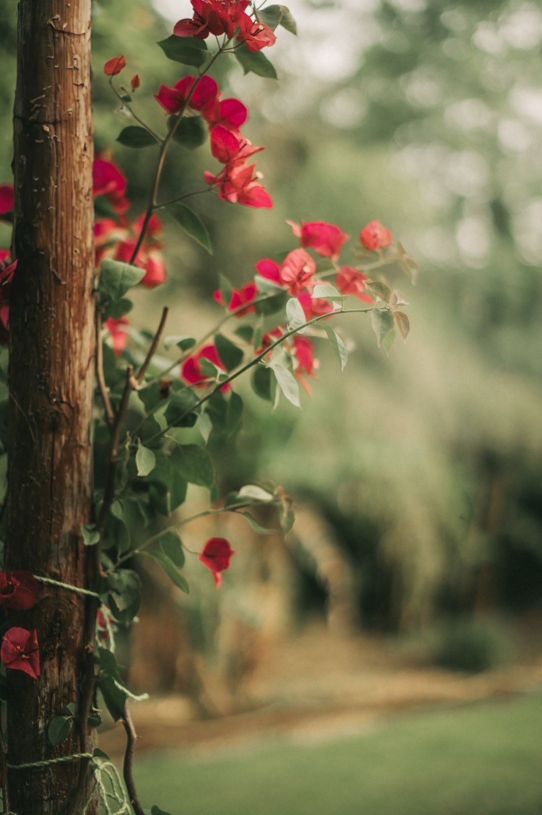 Bouganville rossa nel giardino